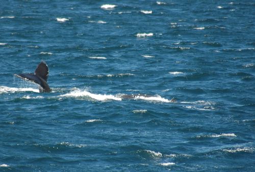 HUMPBACK WHALE        (Megaptera novaeangliae)