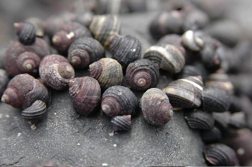 Periwinkle (Littorina species)