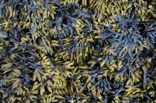 Rock Weed (Fucus gardneri)