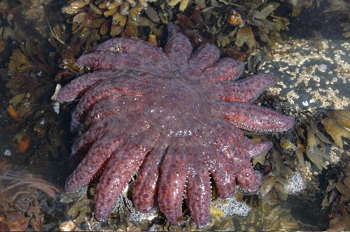 Sunflower Sea Star    (Pycnopodia helianthoides)