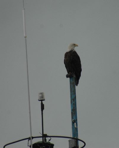 Bald Eagle           (Haliaeetus leucocephalus)