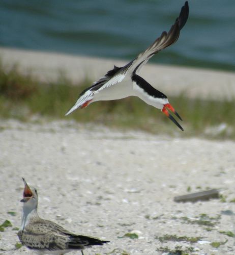 Black Skimmer, Rynchops niger,