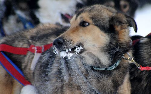 Frosty Lips