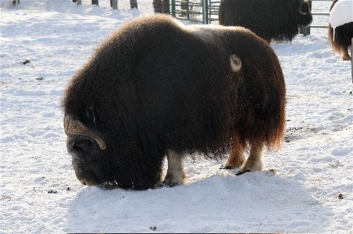 Muskox at UAF