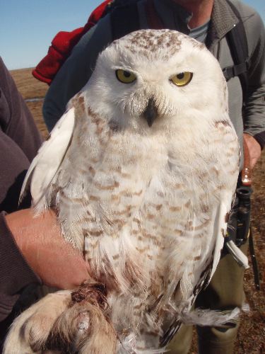 Snowy Owl Female Nyctea scandiaca