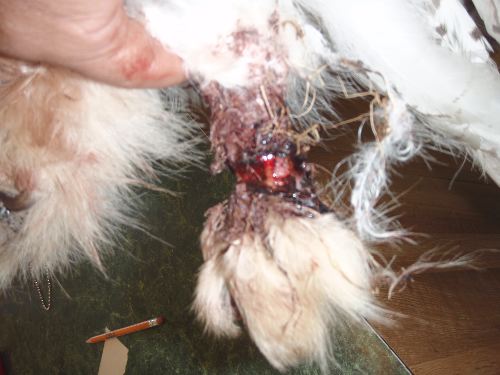 Snowy Owl Leg