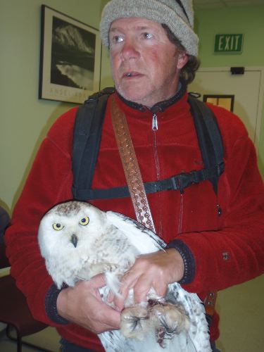 Denver Holt with Snowy Owl