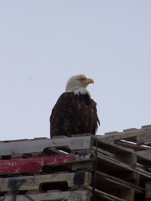 Bald Eagle