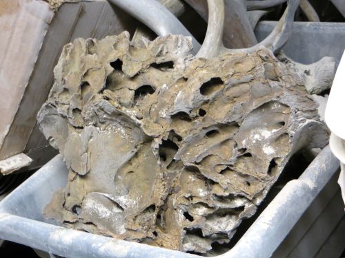 Mammoth brain cavity 