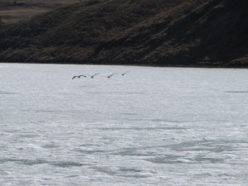 Geese flying over the frozen water at Long Lake