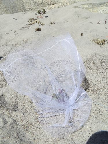 Bagged flowers