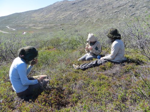 Learning to observe pollinators