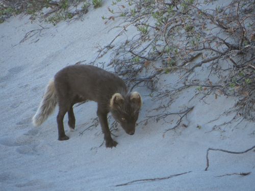 We had an Arctic Fox visit our camp