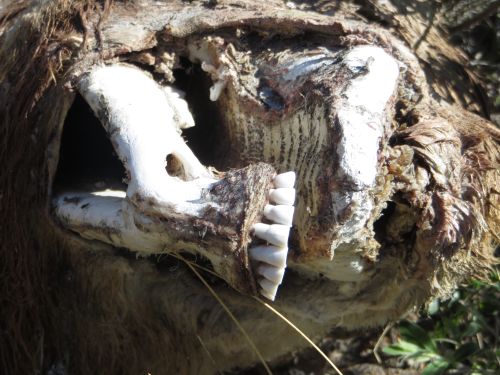 Dead musk ox head