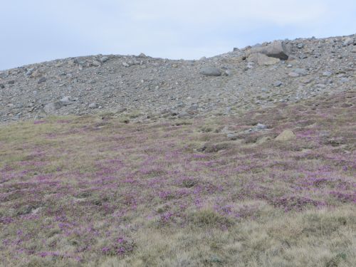 Field of rhododendron flowers