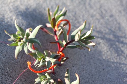 Flower is marked by an orange string which means that this flower will receive additional pollen 