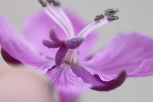 The receptive organs of the flower