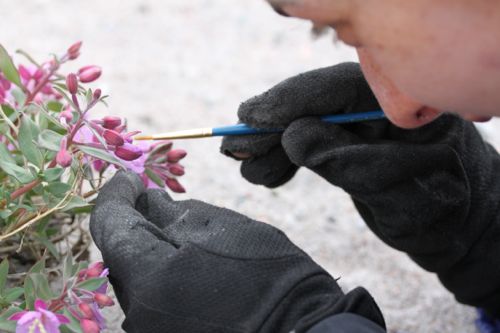 Researcher Christine painting pollen on the stigma