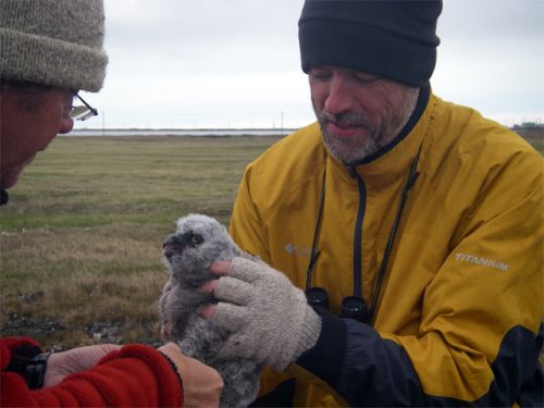 Banding Snowy Owls!!