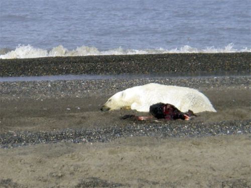 Let Sleeping Bear's Nap