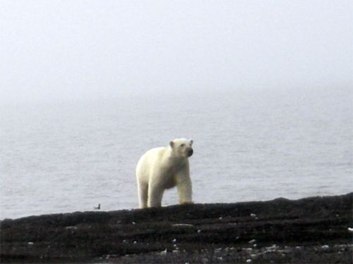 Bear Sauntering Up on Land