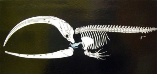 Bowhead Skeleton