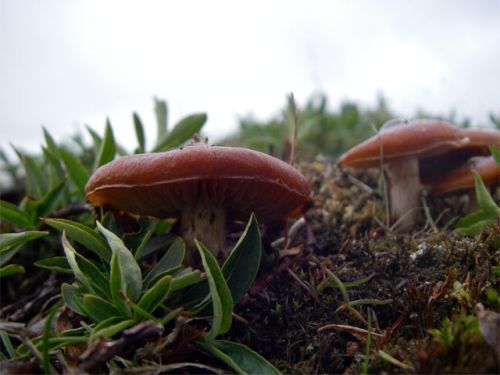 Brick Red Fungus