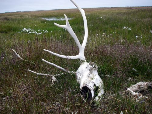 Caribou Skull - Life and Death on the Tundra