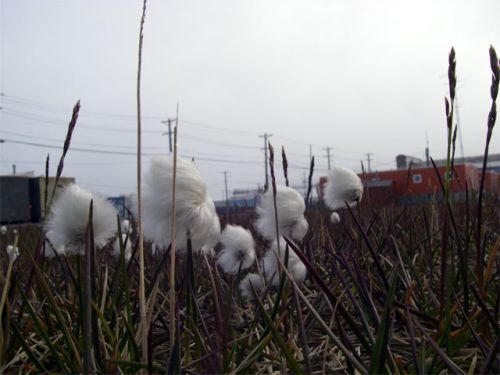 Cotton Grass Blooms!!