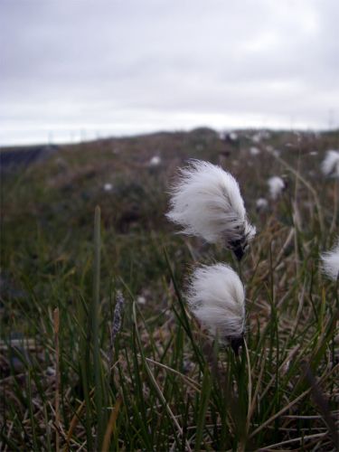 Cotton Grass 