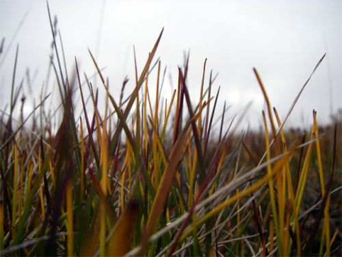 Fall Colors on the Tundra