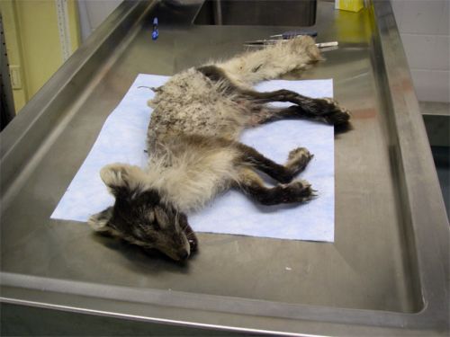 Female Arctic Fox