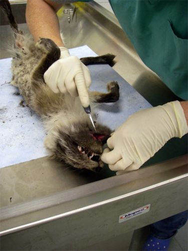 First Incision is Near the Front of the Jaw