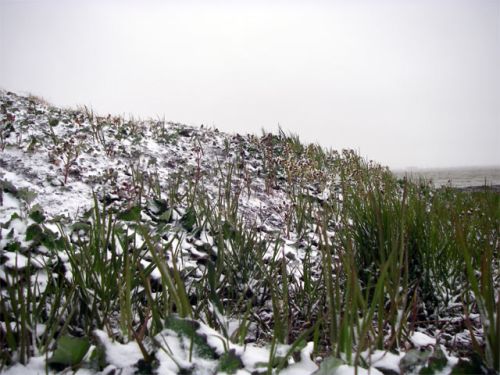 A Small Rise With Green Grass Holding On