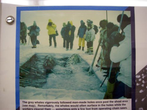 Icepicks and Chainsaws Were Used to Open Breathing Holes for the Gray Whales