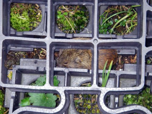 Lemming Hiding Under Grate