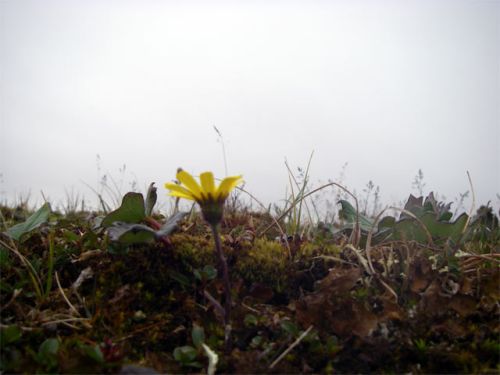 Yellow Dandelion Flower