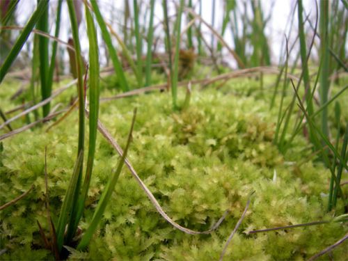 Big Moss Tuft