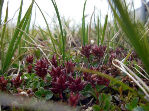 Tufted Saxifrage Flower