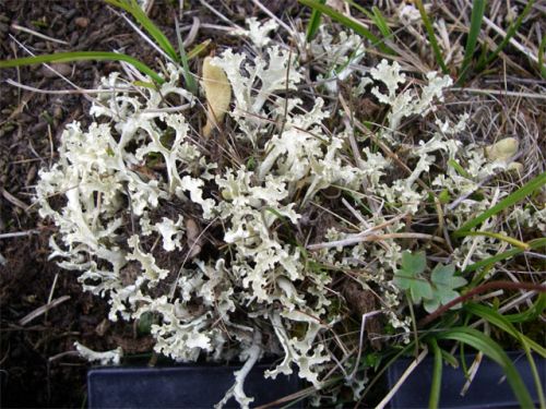 White Lichen