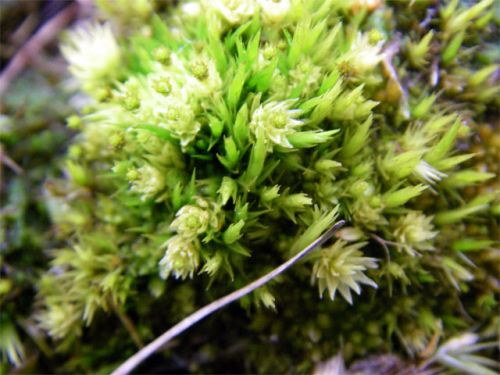 Moss CloseUp