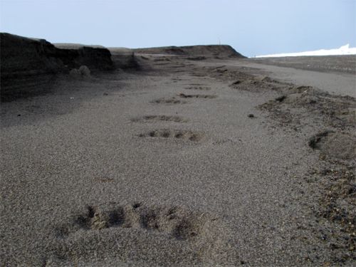 Polar Bear Heading Down the Beach