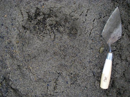 Polar Bear Paw Prints Along the Beach