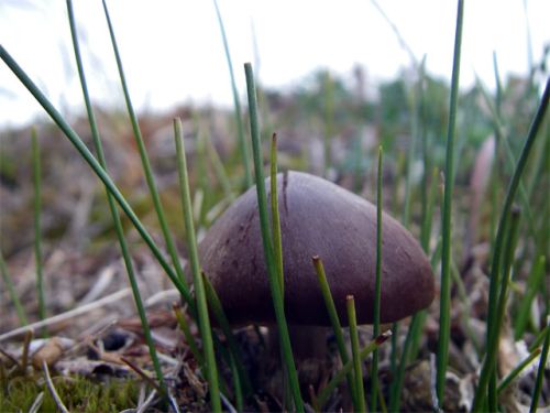 Purple Fungus