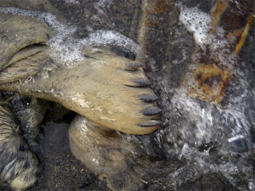 A Seal Paw Floating in the Waves