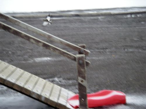 Snowbunting At Playground