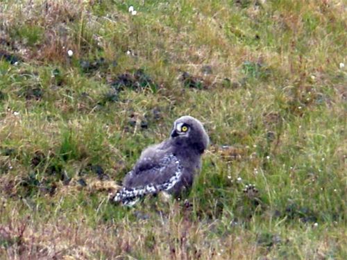 Snowy Chick - Getting Big and Ready for Flight