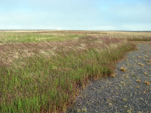 Tundra Grass Used to Cover the Entire Point