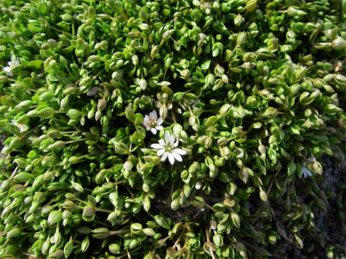 Small White Flower With Green Foliage All Around