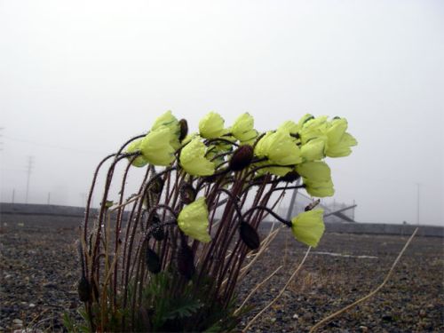 Windblown Flowers